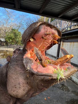 ANIMAL WONDER REZOURT 市原ぞうの国・サユリワールドに投稿された画像（2025/11/4）
