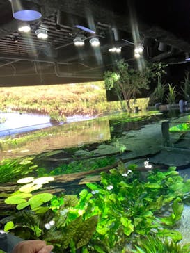 カワスイ 川崎⽔族館に投稿された画像（2025/11/4）