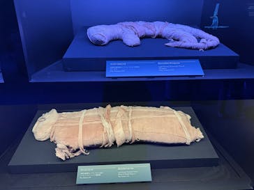 ACN ラムセス大王展 ファラオたちの黄金に投稿された画像（2025/11/4）