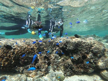 武藤潜水に投稿された画像（2025/11/4）