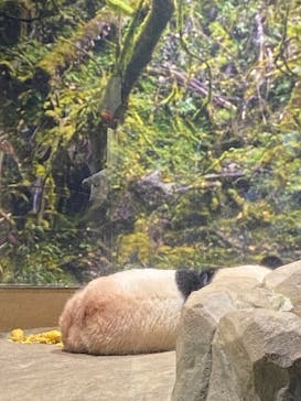 恩賜上野動物園に投稿された画像（2025/11/4）