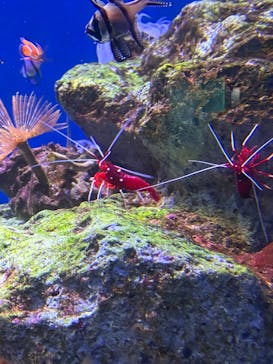 新江ノ島水族館に投稿された画像（2025/11/4）