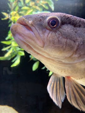 新江ノ島水族館に投稿された画像（2025/11/4）