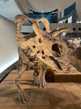 福井県立恐竜博物館に投稿された画像（2025/11/4）