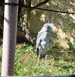 恩賜上野動物園に投稿された画像（2025/11/4）