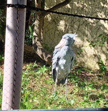 恩賜上野動物園に投稿された画像（2025/11/4）