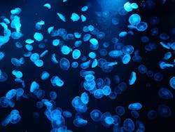 すみだ水族館に投稿された画像（2025/11/4）