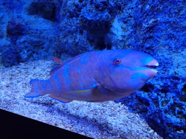 すみだ水族館に投稿された画像（2025/11/4）