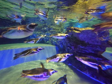 すみだ水族館に投稿された画像（2025/11/4）