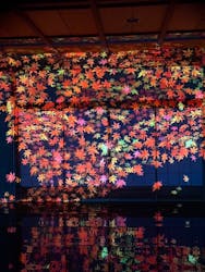 チバームランド　光の切り絵ナイトウォークに投稿された画像（2025/11/4）