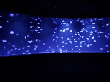 サンシャイン水族館に投稿された画像（2025/11/4）