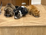 Cat Café MOFF コクーンシティさいたま新都心店に投稿された画像（2025/11/4）