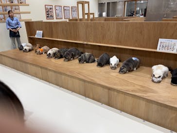 Cat Café MOFF コクーンシティさいたま新都心店に投稿された画像（2025/11/4）