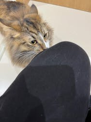 Cat Café MOFF コクーンシティさいたま新都心店に投稿された画像（2025/11/4）