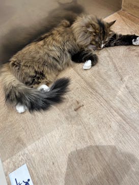 Cat Café MOFF コクーンシティさいたま新都心店に投稿された画像（2025/11/4）