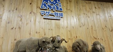 マザー牧場に投稿された画像（2025/11/4）