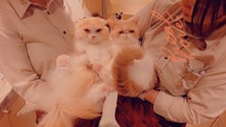 猫カフェモカ　神戸三宮店に投稿された画像（2025/11/4）