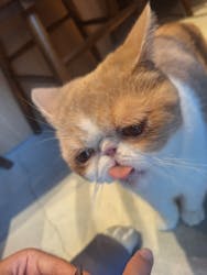 猫カフェモカ　神戸三宮店に投稿された画像（2025/11/4）