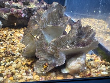 越前松島水族館に投稿された画像（2025/11/5）