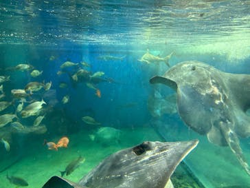 越前松島水族館に投稿された画像（2025/11/5）