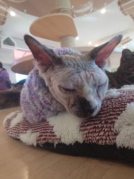 つくばわんわんランドに投稿された画像（2025/11/5）