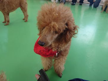 つくばわんわんランドに投稿された画像（2025/11/5）