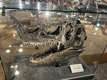 福井県立恐竜博物館に投稿された画像（2025/11/5）