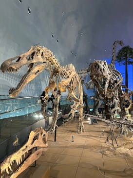 福井県立恐竜博物館に投稿された画像（2025/11/5）