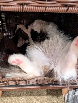 猫カフェモカ　池袋東口店に投稿された画像（2025/11/5）