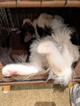 猫カフェモカ　池袋東口店に投稿された画像（2025/11/5）