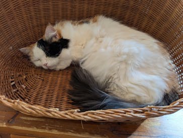 猫カフェモカ　池袋東口店に投稿された画像（2025/11/5）