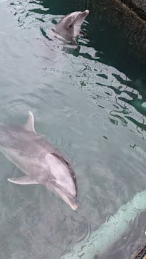 伊豆・三津シーパラダイスに投稿された画像（2025/11/5）