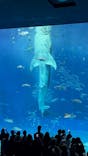 沖縄美ら海水族館に投稿された画像（2025/11/5）
