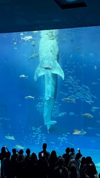 沖縄美ら海水族館に投稿された画像（2025/11/5）