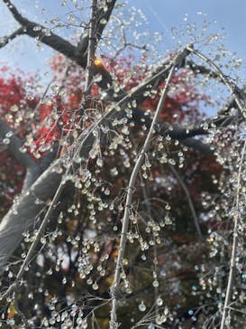 箱根ガラスの森美術館に投稿された画像（2025/11/5）