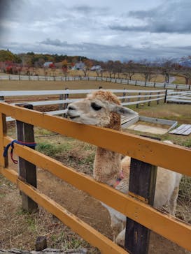 牧歌の里に投稿された画像（2025/11/5）