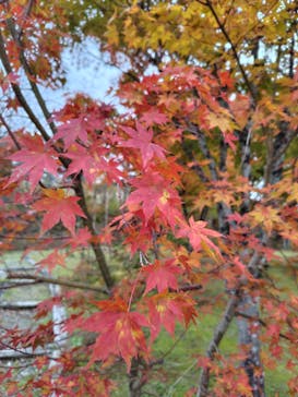 牧歌の里に投稿された画像（2025/11/5）