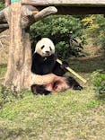 恩賜上野動物園に投稿された画像（2025/11/5）