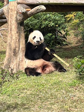 恩賜上野動物園に投稿された画像（2025/11/5）