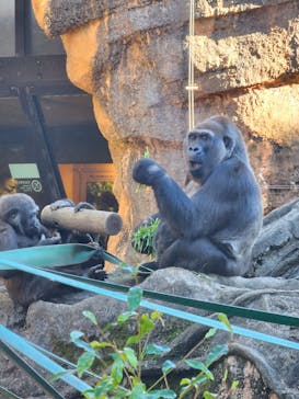 恩賜上野動物園に投稿された画像（2025/11/5）
