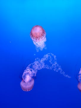 新江ノ島水族館に投稿された画像（2025/11/5）