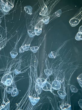 仙台うみの杜水族館に投稿された画像（2025/11/5）