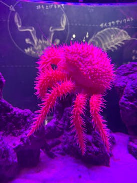 仙台うみの杜水族館に投稿された画像（2025/11/5）