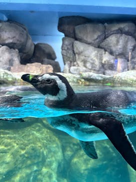 横浜・八景島シーパラダイスに投稿された画像（2025/11/5）