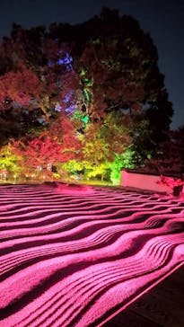 博多ライトアップウォーク実行委員会に投稿された画像（2025/11/5）