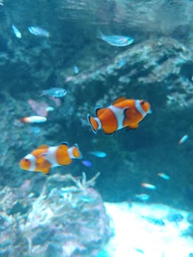 マクセル アクアパーク品川に投稿された画像（2025/11/5）