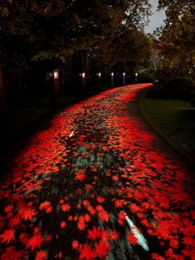 国営昭和記念公園 秋の夜散歩に投稿された画像（2025/11/5）