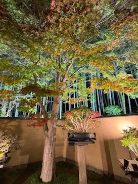 国営昭和記念公園 秋の夜散歩に投稿された画像（2025/11/5）