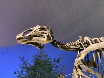 福井県立恐竜博物館に投稿された画像（2025/11/5）