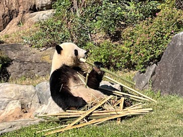恩賜上野動物園に投稿された画像（2025/11/5）